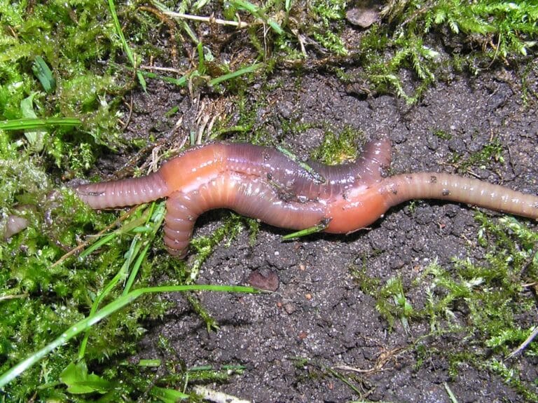 Earthworm klitellum copulation beentree Earthworm klitellum copulation beentree