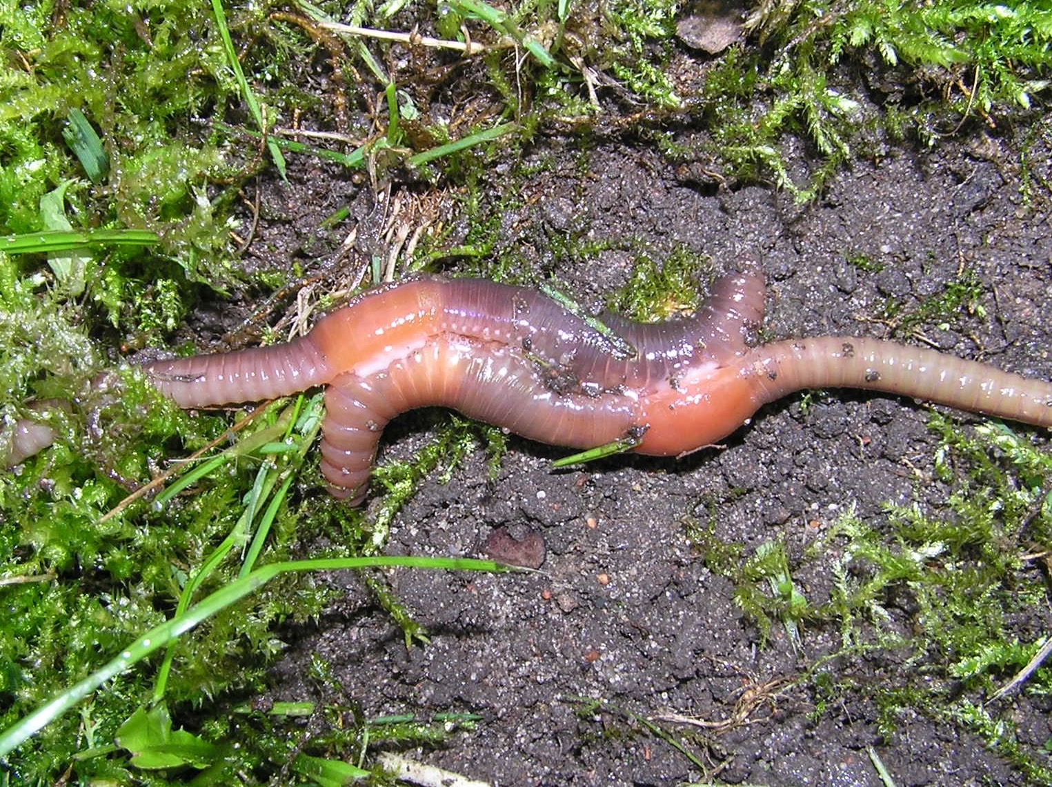 Earthworm klitellum copulation beentree Earthworm klitellum copulation beentree