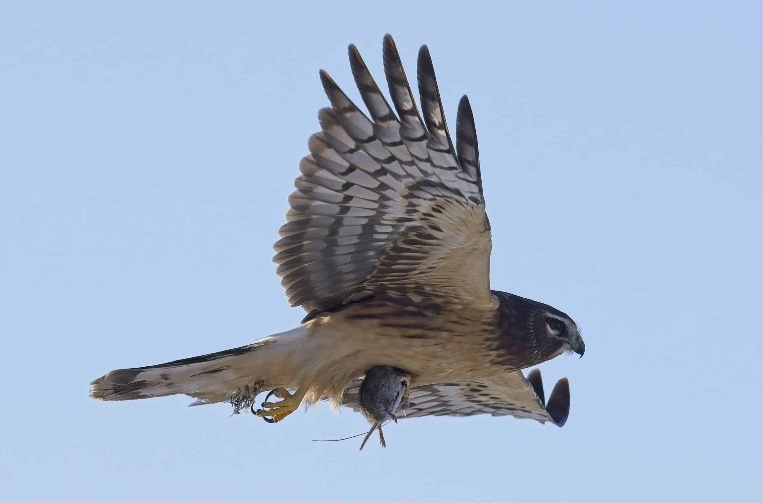 Circus hudsonius Northern harrier Downsview Park Toronto w Vole Circus hudsonius Northern harrier Downsview Park Toronto w Vole