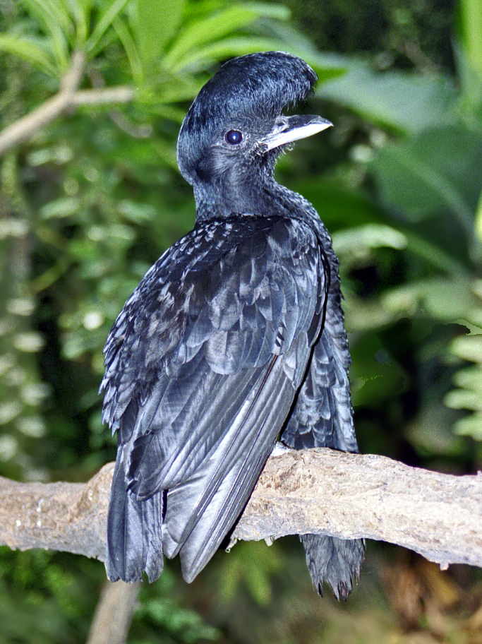 File:Cotingidae – Cephalopterus penduliger.jpg File:Cotingidae – Cephalopterus penduliger.jpg
