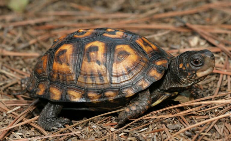 Eastern Box Turtle Eastern Box Turtle