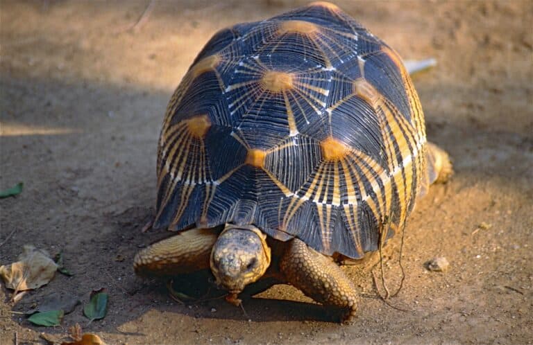 File:Radiated Tortoise (Astrochelys radiata) (9583610710).jpg