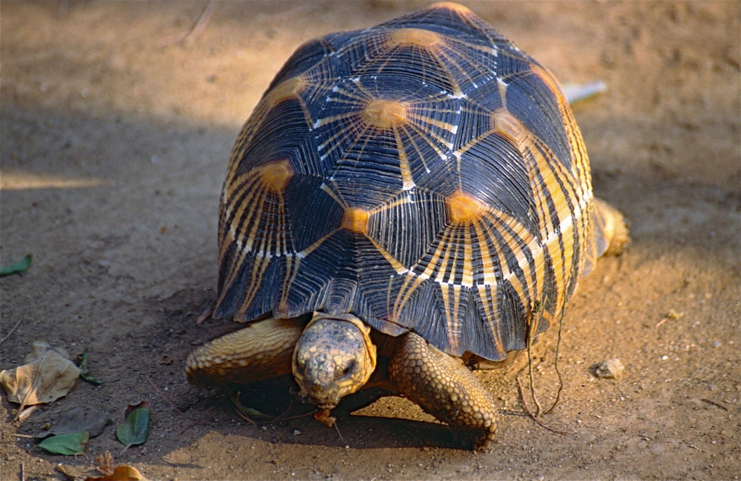 File:Radiated Tortoise (Astrochelys radiata) (9583610710).jpg