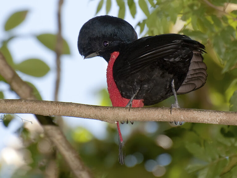 Cephalopterus glabricollis 2 Cephalopterus glabricollis 2