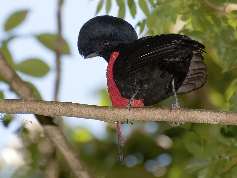 Cephalopterus glabricollis 2 Cephalopterus glabricollis 2