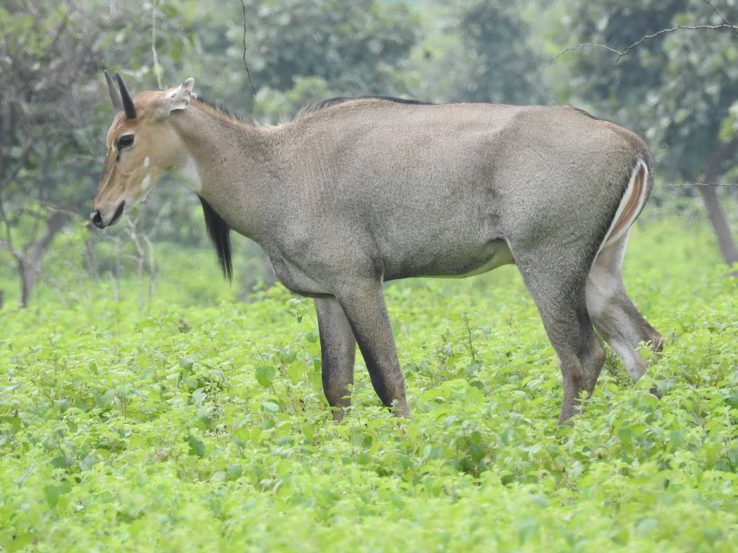 Nilgai Boselaphus tragocamelus male DSCN3846 (1) 07 Nilgai Boselaphus tragocamelus male DSCN3846 (1) 07