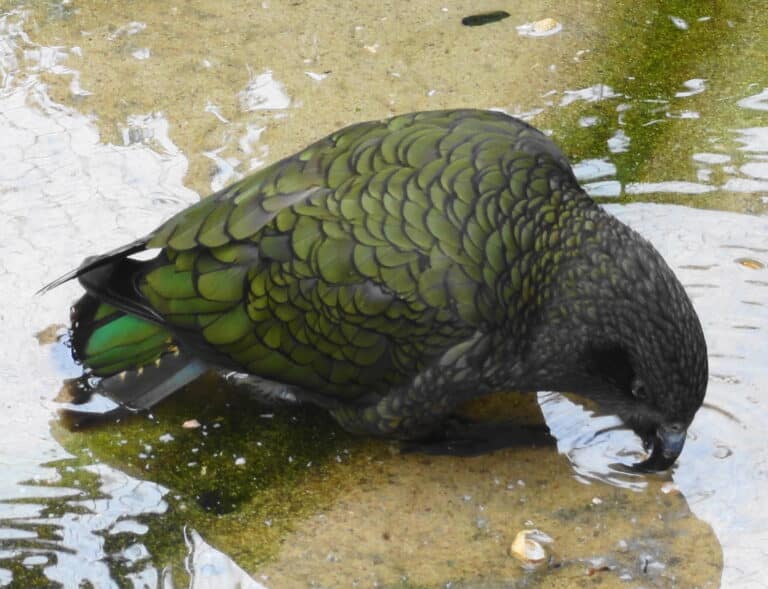 Nestor notabilis – Zoo Frankfurt 1