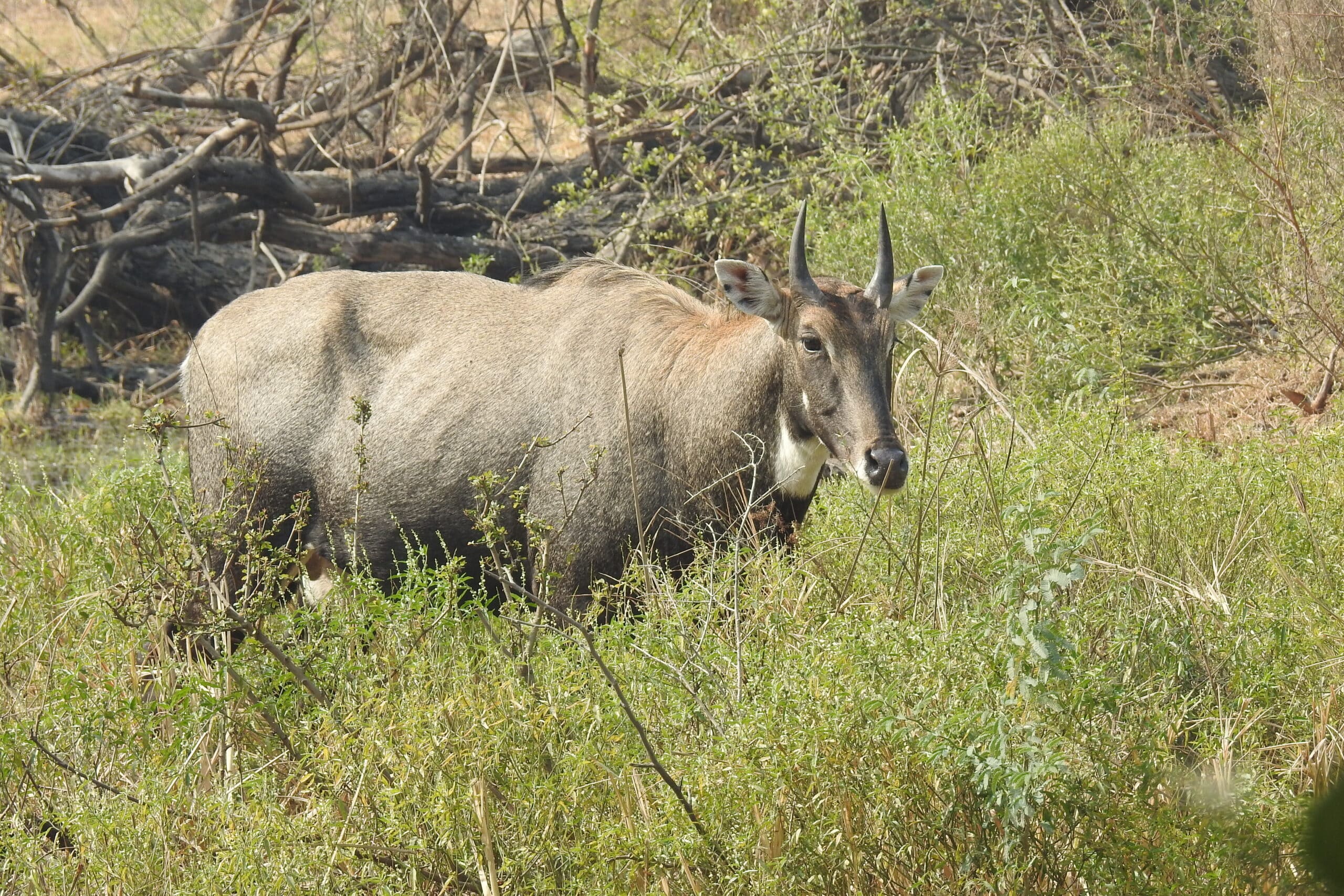 File:Neelgai Boselaphus tragocamelus by Dr. Raju Kasambe DSCN7671 (6).jpg File:Neelgai Boselaphus tragocamelus by Dr. Raju Kasambe DSCN7671 (6).jpg