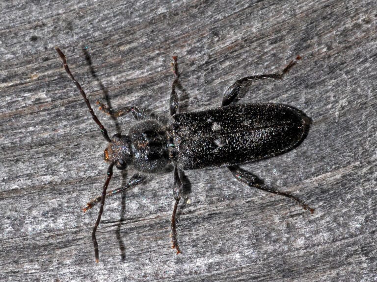 Cerambycidae – Hylotrupes bajulus (male) Cerambycidae – Hylotrupes bajulus (male) Old House Borer