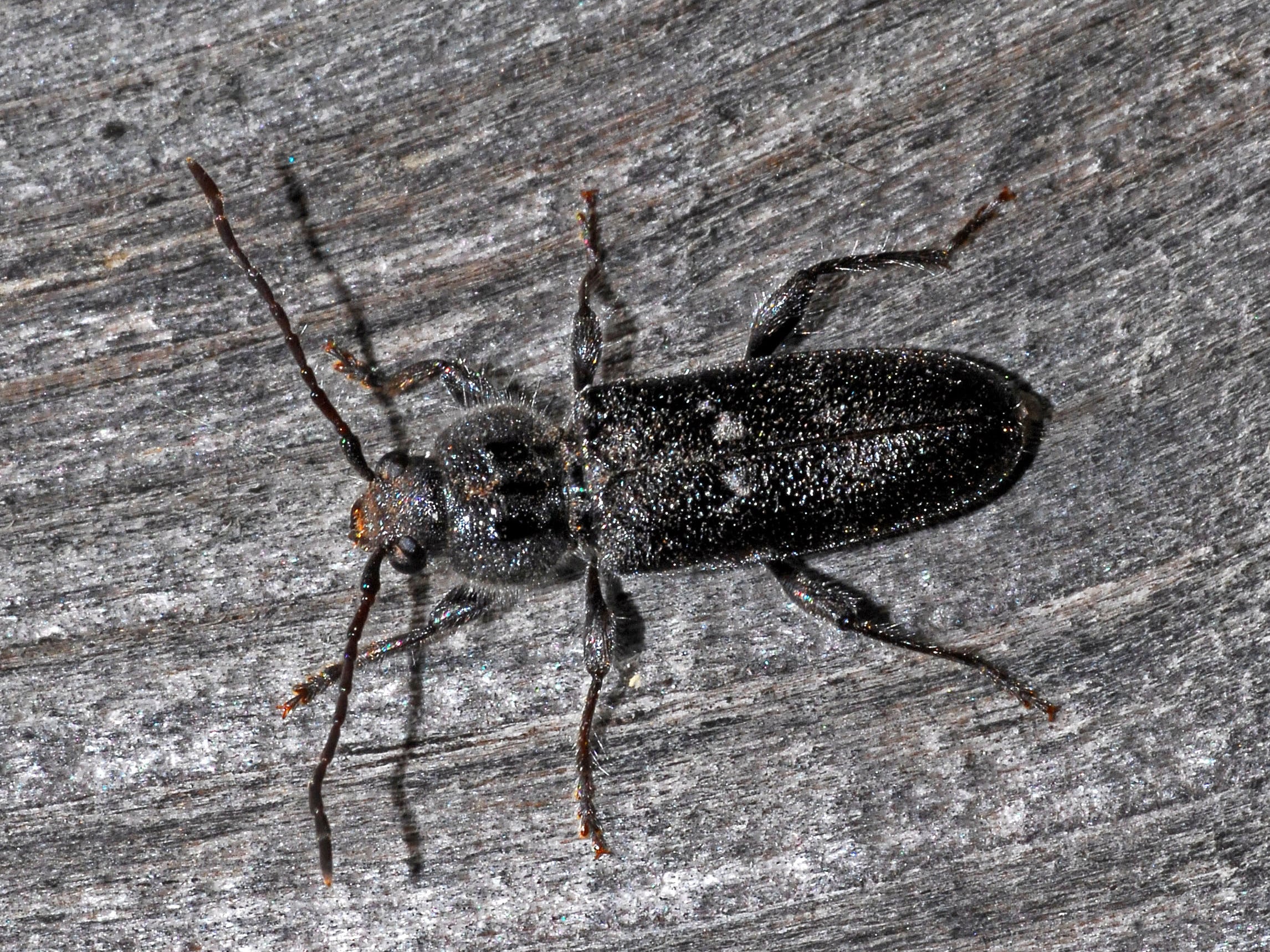Cerambycidae – Hylotrupes bajulus (male) Cerambycidae – Hylotrupes bajulus (male) Old House Borer