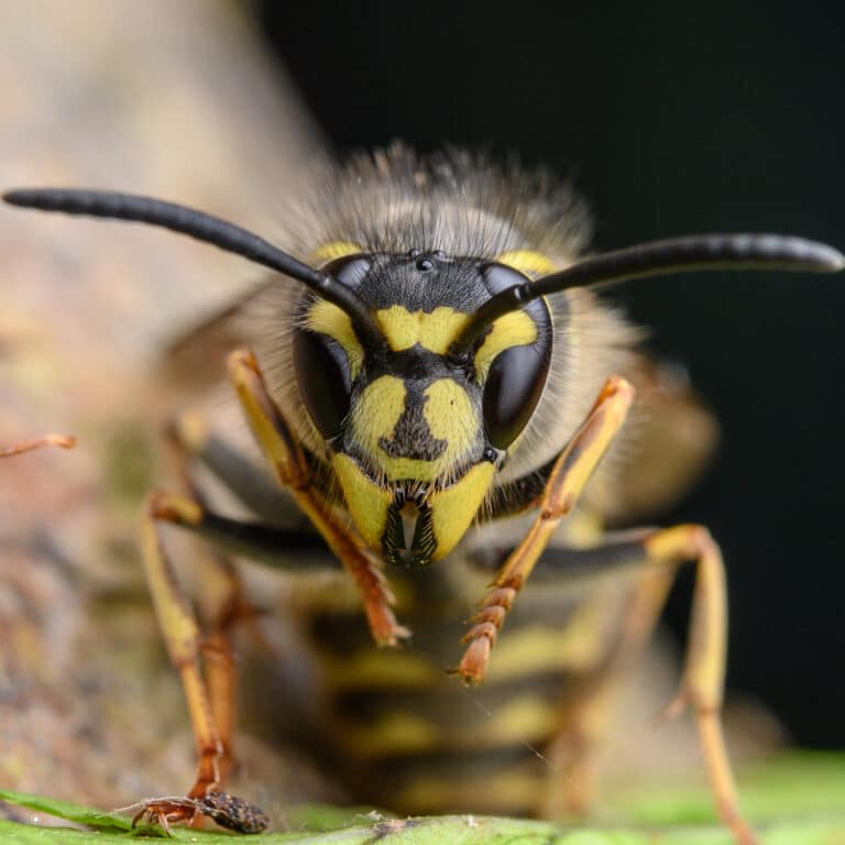 Vespula vulgaris queen Vespula vulgaris queen
