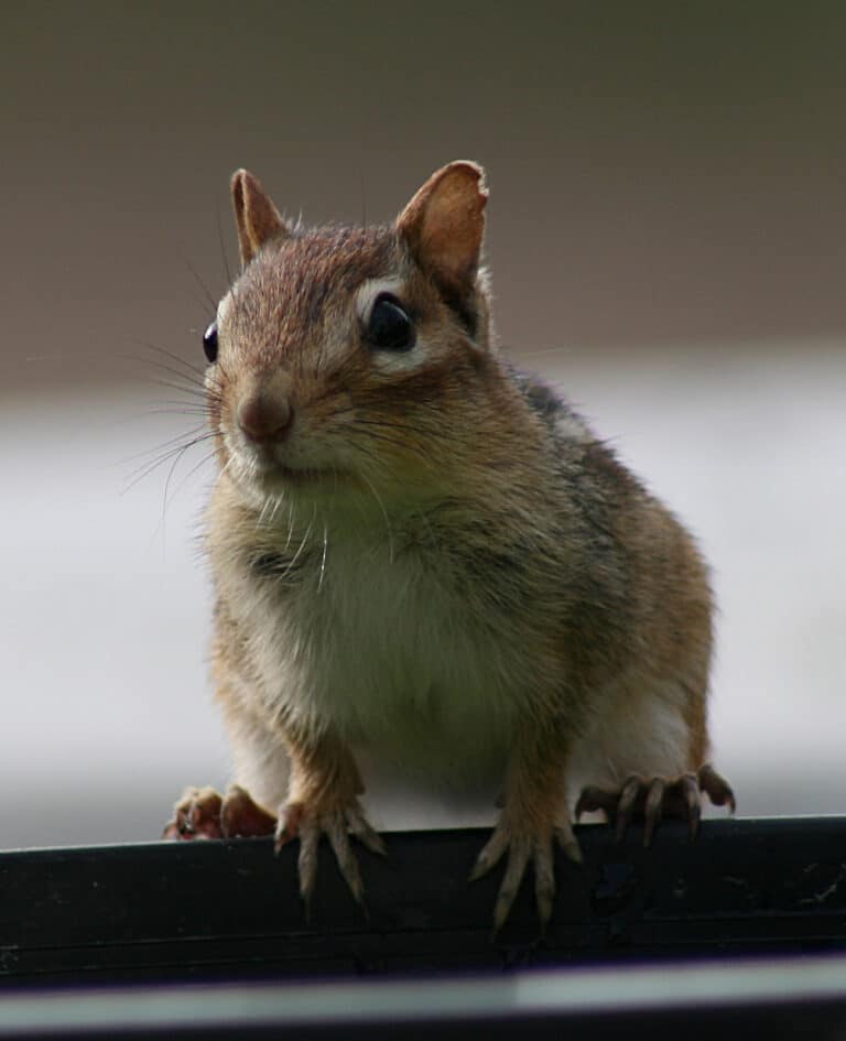 Chipmunk1 (Tamias striatus) (1577) – Relic38 Chipmunk1 (Tamias striatus) (1577) – Relic38