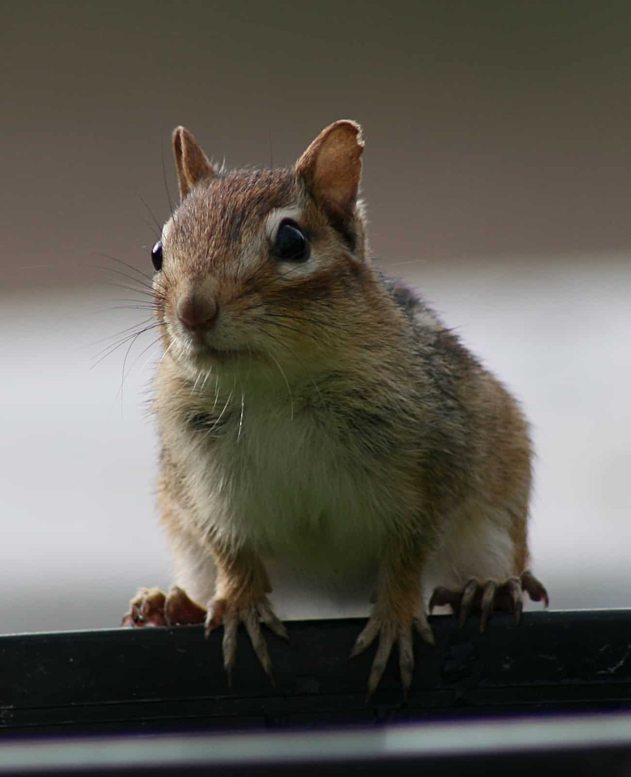 Chipmunk1 (Tamias striatus) (1577) – Relic38 Chipmunk1 (Tamias striatus) (1577) – Relic38