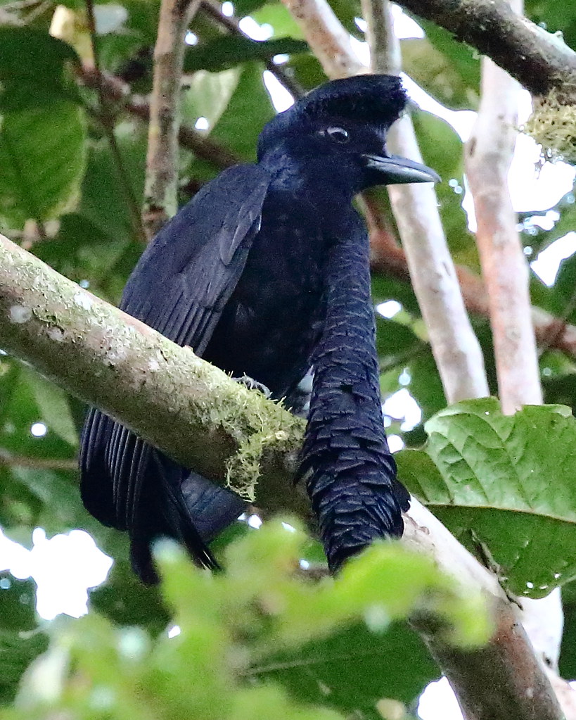 Long-wattled Umbrellabird Long-wattled Umbrellabird