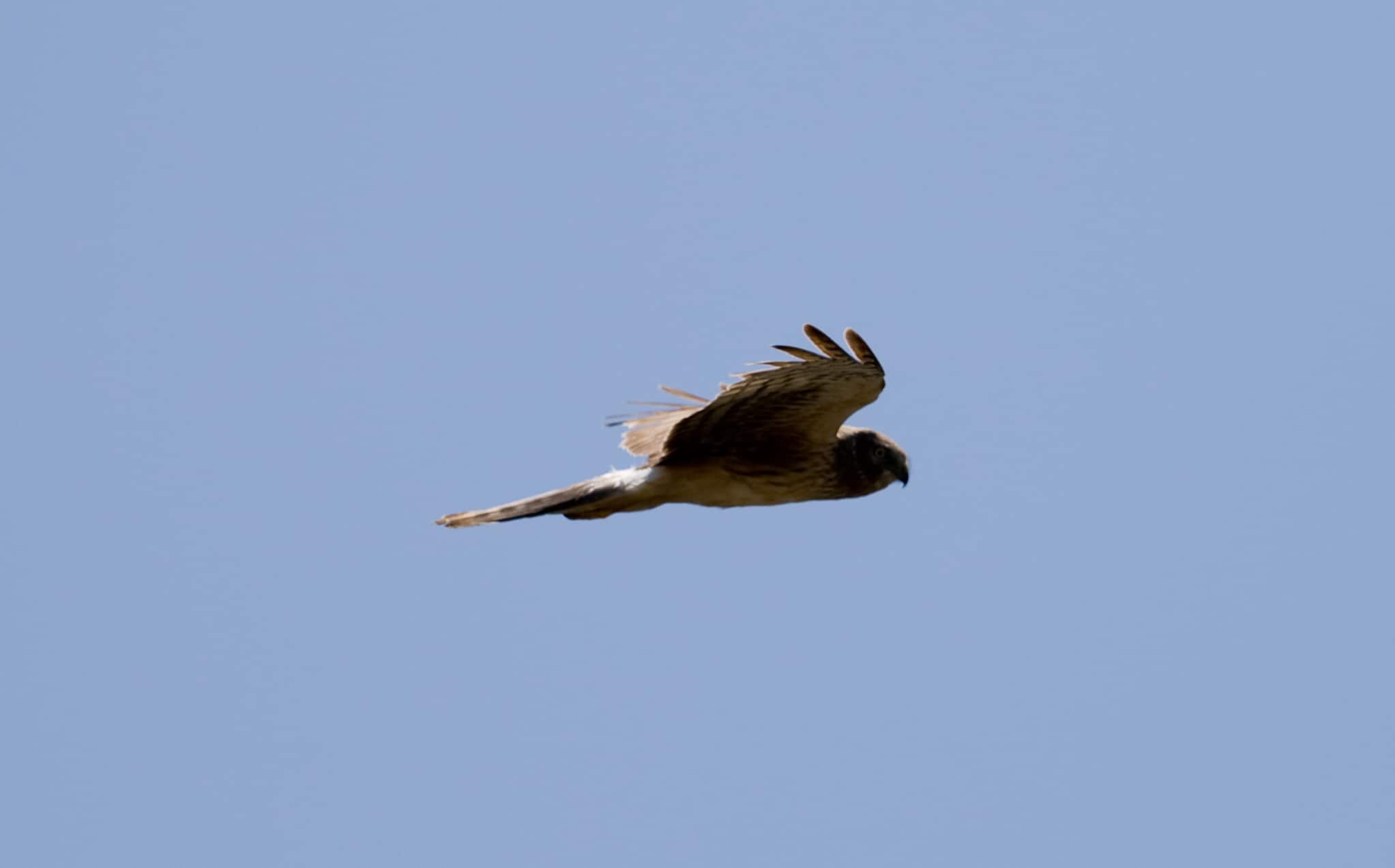 Circus hudsonius female flight side Circus hudsonius female flight side
