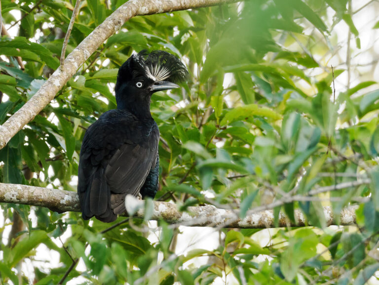 Amazonian Umbrellabird Amazonian Umbrellabird