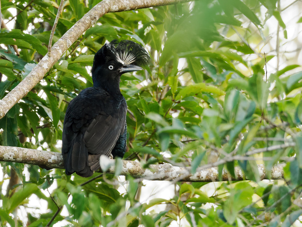 Amazonian Umbrellabird Amazonian Umbrellabird