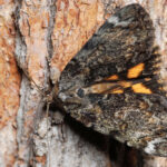 Underwing Moth