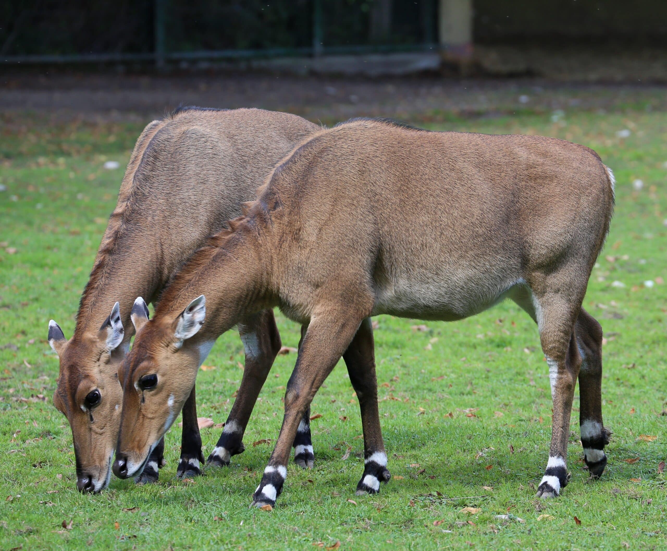 File:Nilgauantilope Boselaphus tragocamelus Zoo Augsburg-12.jpg File:Nilgauantilope Boselaphus tragocamelus Zoo Augsburg-12.jpg