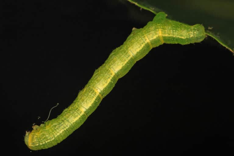 Inchworm, Woodbridge, Virginia – 01 Inchworm, Woodbridge, Virginia – 01