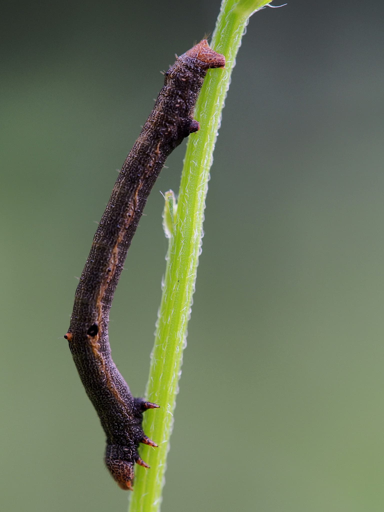 Brown Inchworm Looper Brown Inchworm Looper