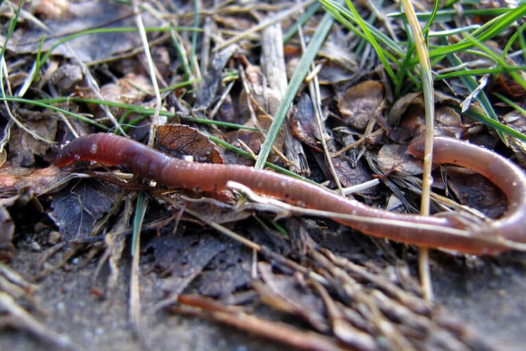 20060131 earthworm hits dirt 20060131 earthworm hits dirt