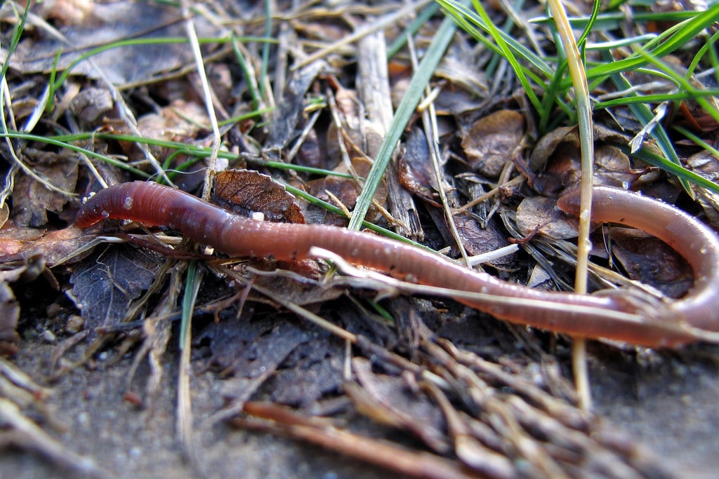 20060131 earthworm hits dirt 20060131 earthworm hits dirt