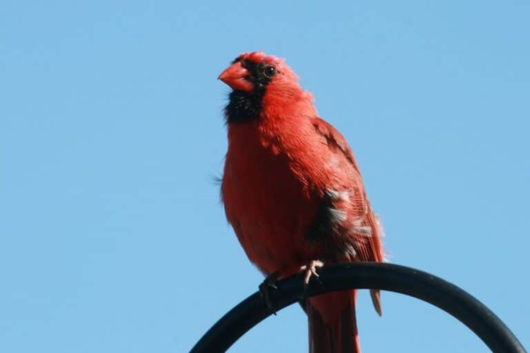 Cardinalis cardinalis (Northern Cardinal) – male Cardinalis cardinalis (Northern Cardinal) – male