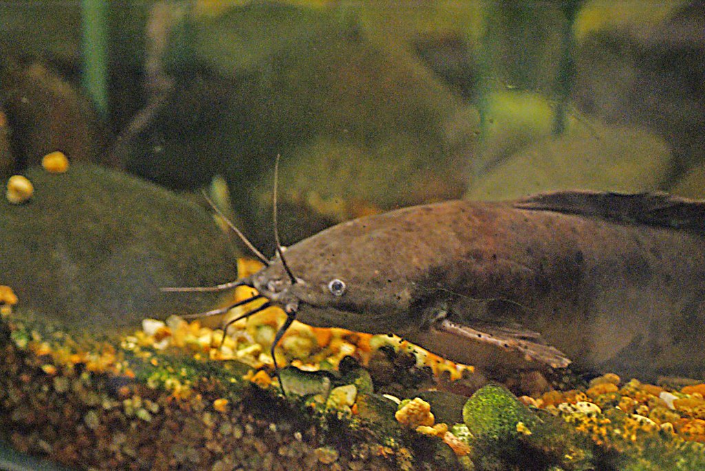 Walking Catfish Walking Catfish