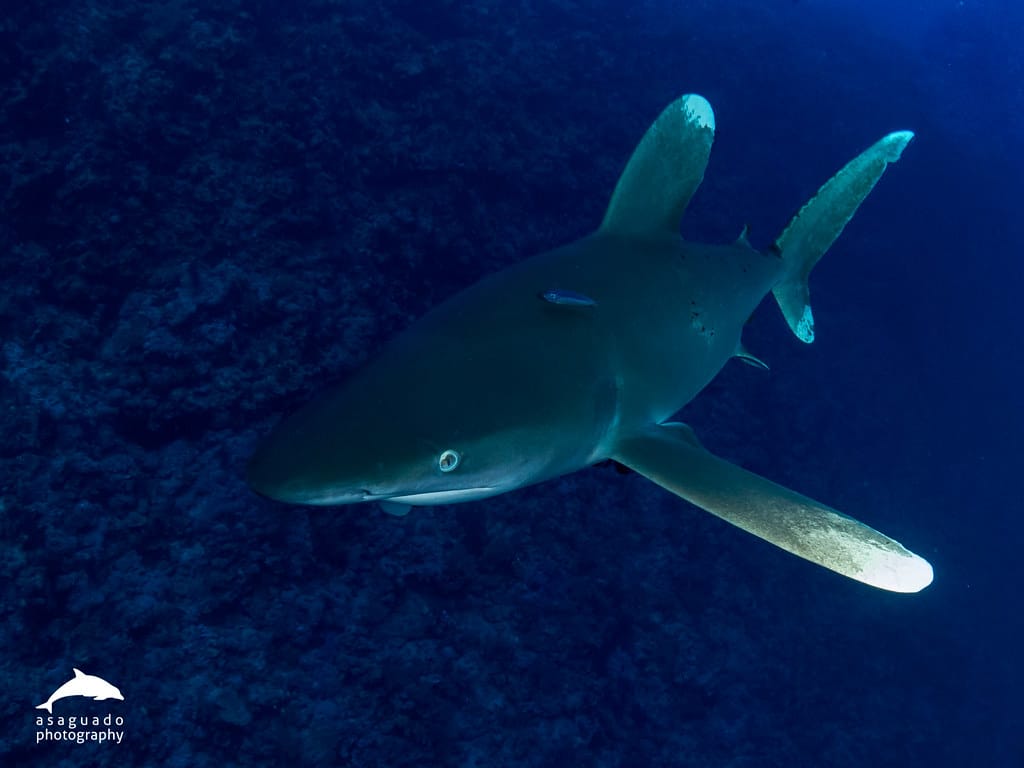 Tiburón oceánico puntas blancas (Carcharhinus longimanus)