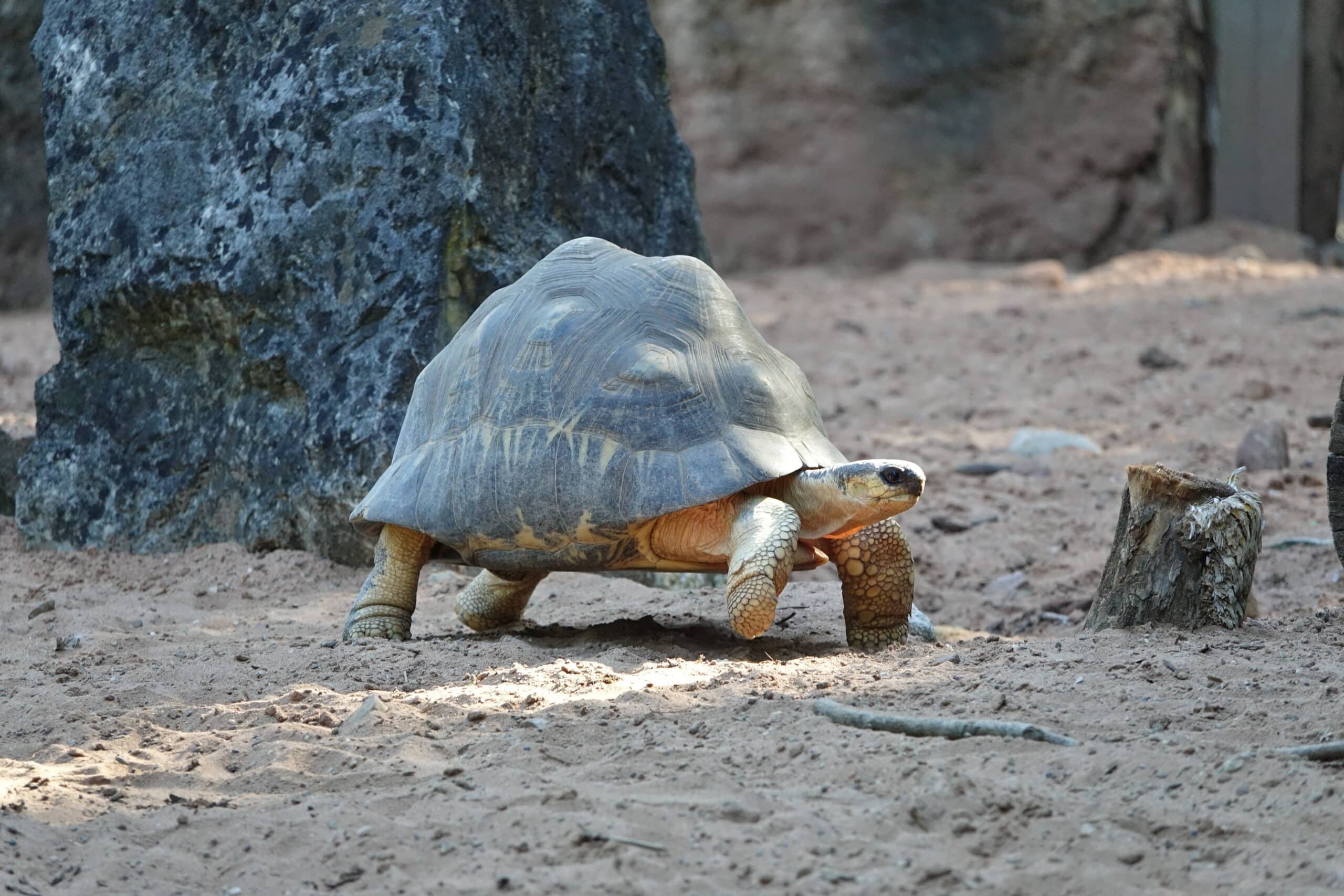 Tortue rayonnée de Madagascar (Astrochelys radiata) (2)
