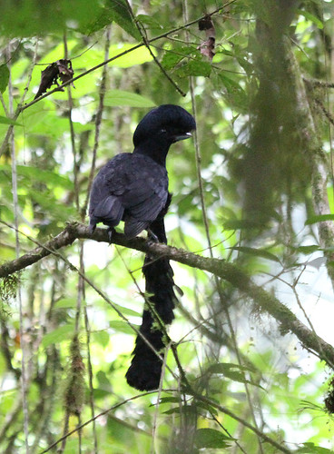 Long-wattled Umbrellabird Long-wattled Umbrellabird