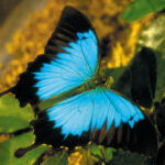 Ulysses Butterfly
