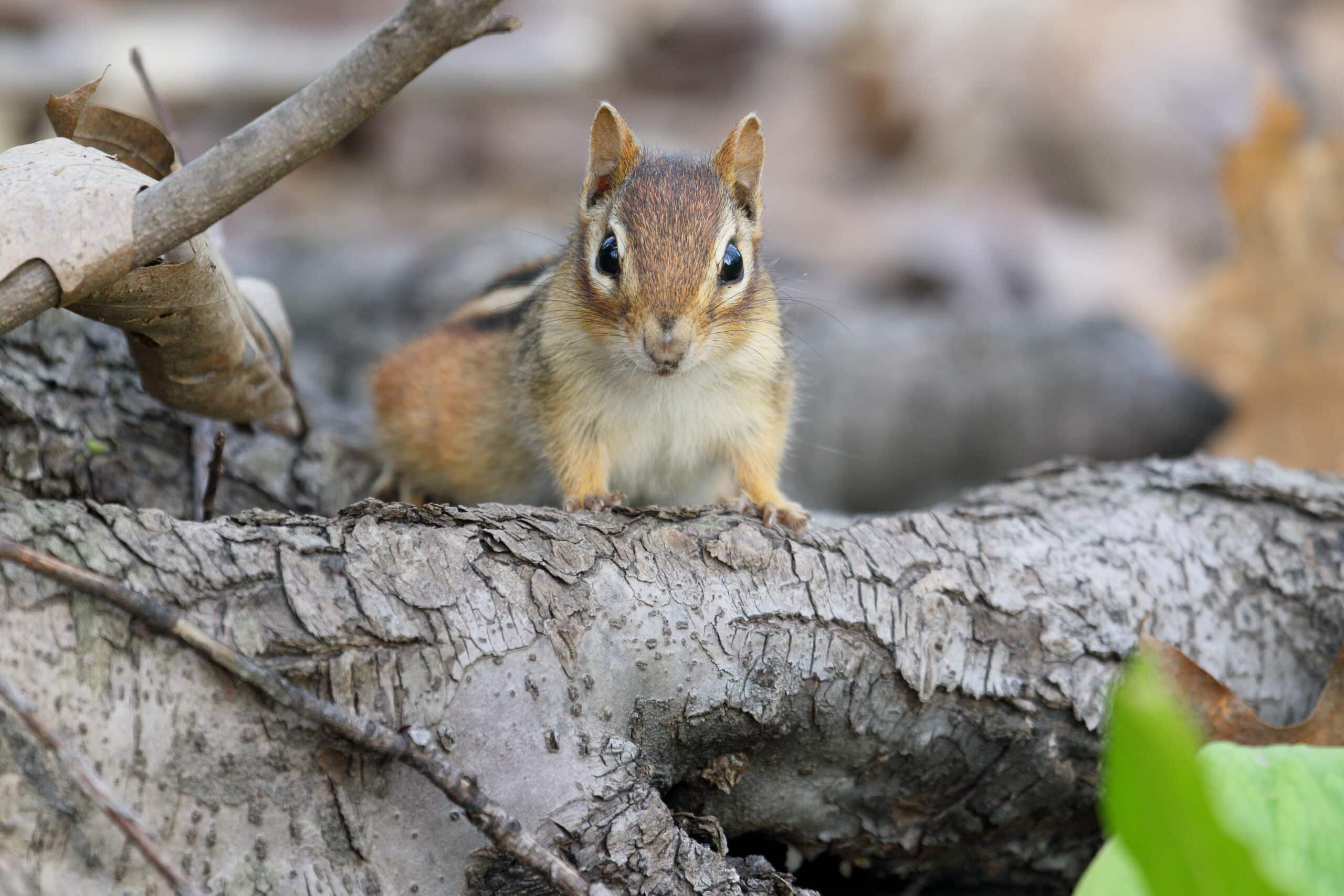 Tamias striatus UL 08 Tamias striatus UL 08 Eastern Chipmunk
