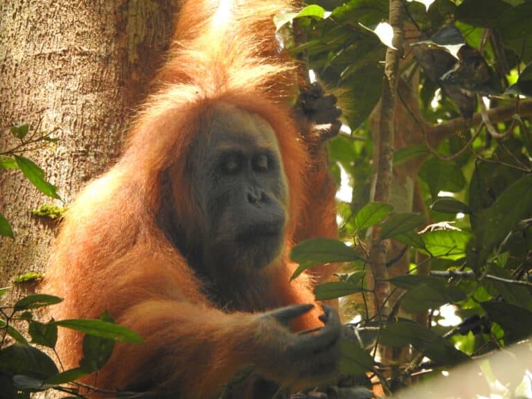 The Gorgeous Orangutan Tapanuli 02 The Gorgeous Orangutan Tapanuli 02