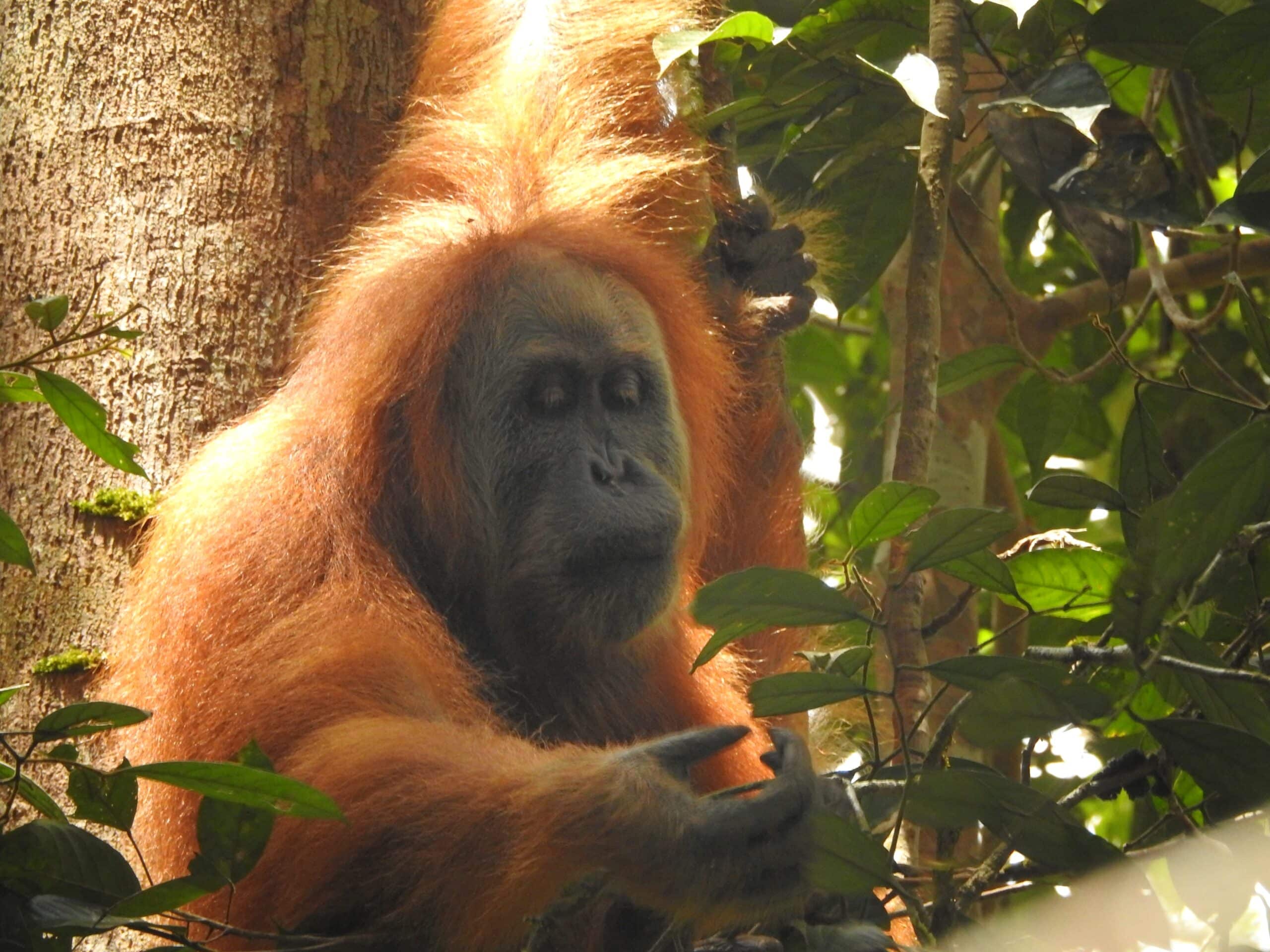 The Gorgeous Orangutan Tapanuli 02 The Gorgeous Orangutan Tapanuli 02