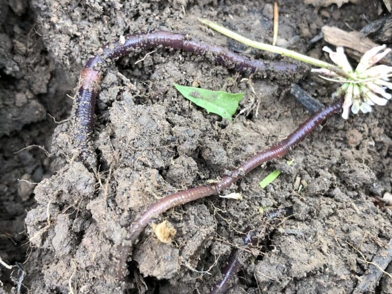 2023-06-16 10 44 48 Two earthworms which were unearthed during yard work along Aquetong Lane in the Mountainview section of Ewing Township, Mercer County, New Jersey 2023-06-16 10 44 48 Two earthworms which were unearthed during yard work along Aquetong Lane in the Mountainview section of Ewing Township, Mercer County, New Jersey Earthworm
