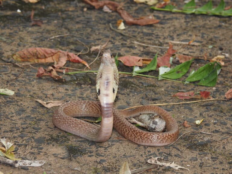 Indian Cobra Naja naja by Dr Raju Kasambe DSCN4991 (10)