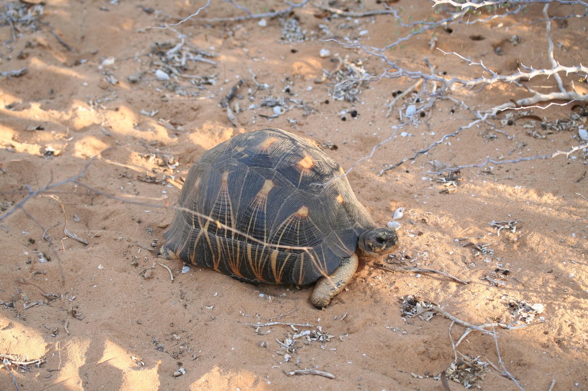 Astrochelys radiata 12893695