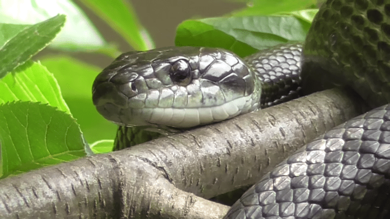 Japanese rat snake (Elaphe climacophora) Japanese rat snake (Elaphe climacophora)