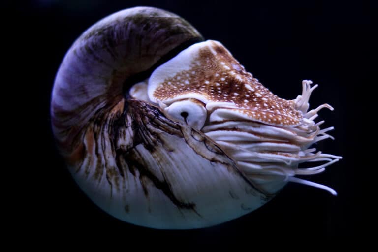 Nautilus Nautilus