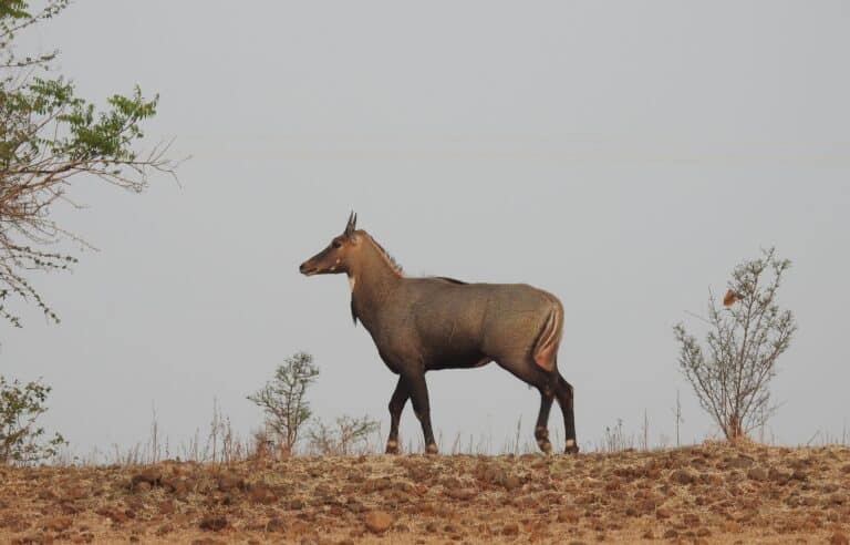File:Neelgai Boselaphus tragocamelus by Dr. Raju Kasambe DSCN7833 (7).jpg File:Neelgai Boselaphus tragocamelus by Dr. Raju Kasambe DSCN7833 (7).jpg