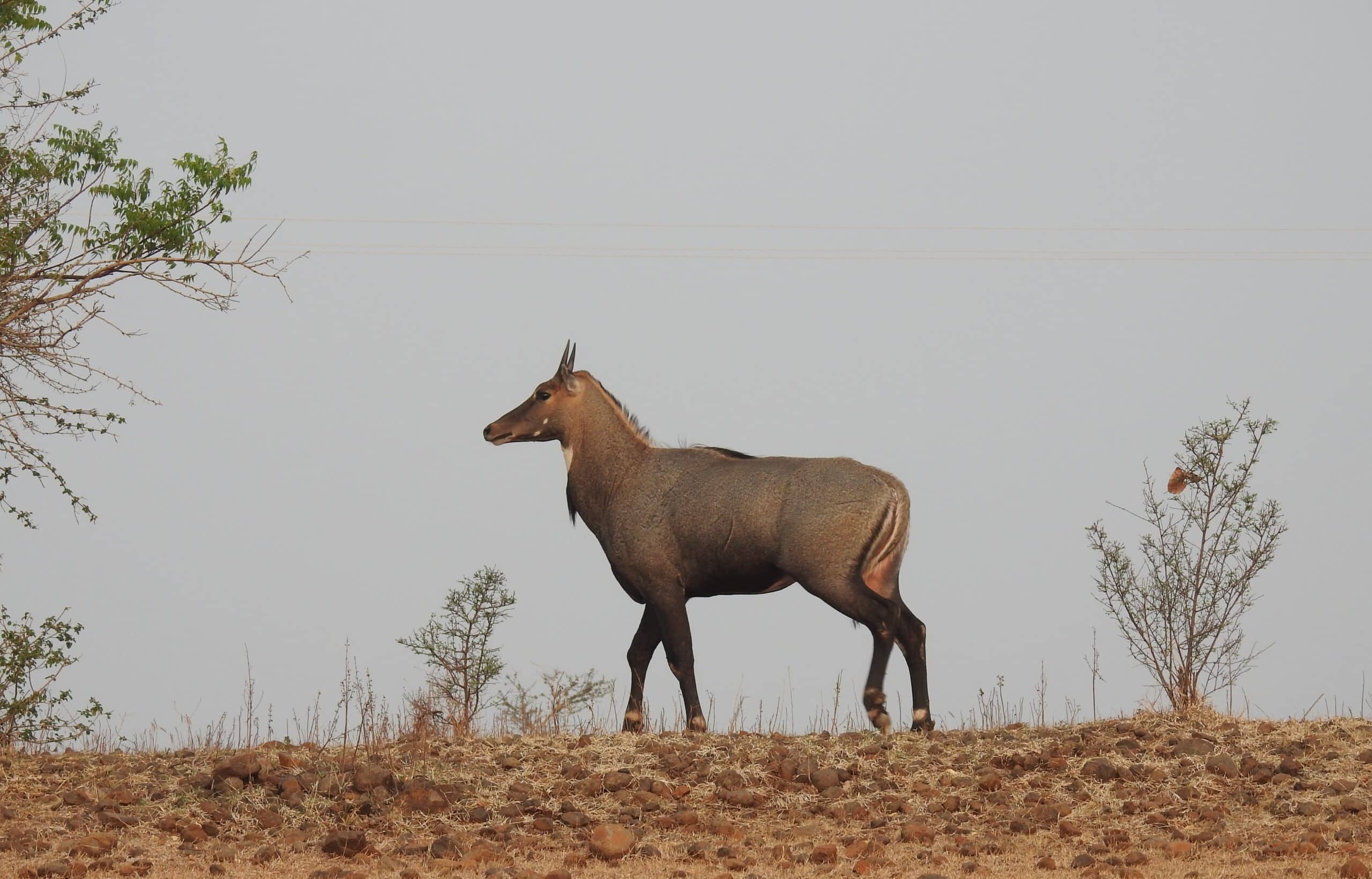 File:Neelgai Boselaphus tragocamelus by Dr. Raju Kasambe DSCN7833 (7).jpg File:Neelgai Boselaphus tragocamelus by Dr. Raju Kasambe DSCN7833 (7).jpg
