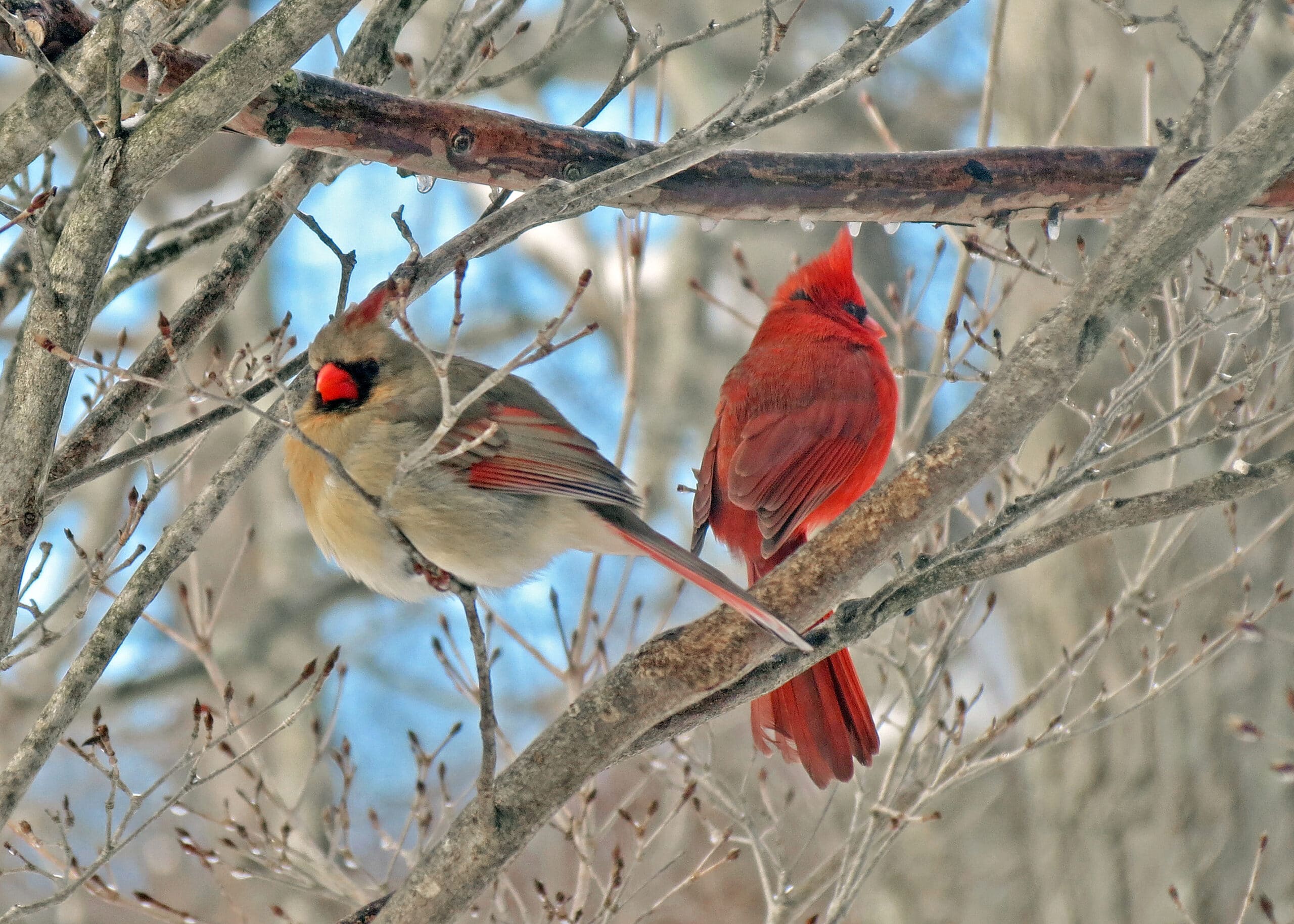 Cardinalis cardinalis (northern cardinals) 15 Cardinalis cardinalis (northern cardinals) 15