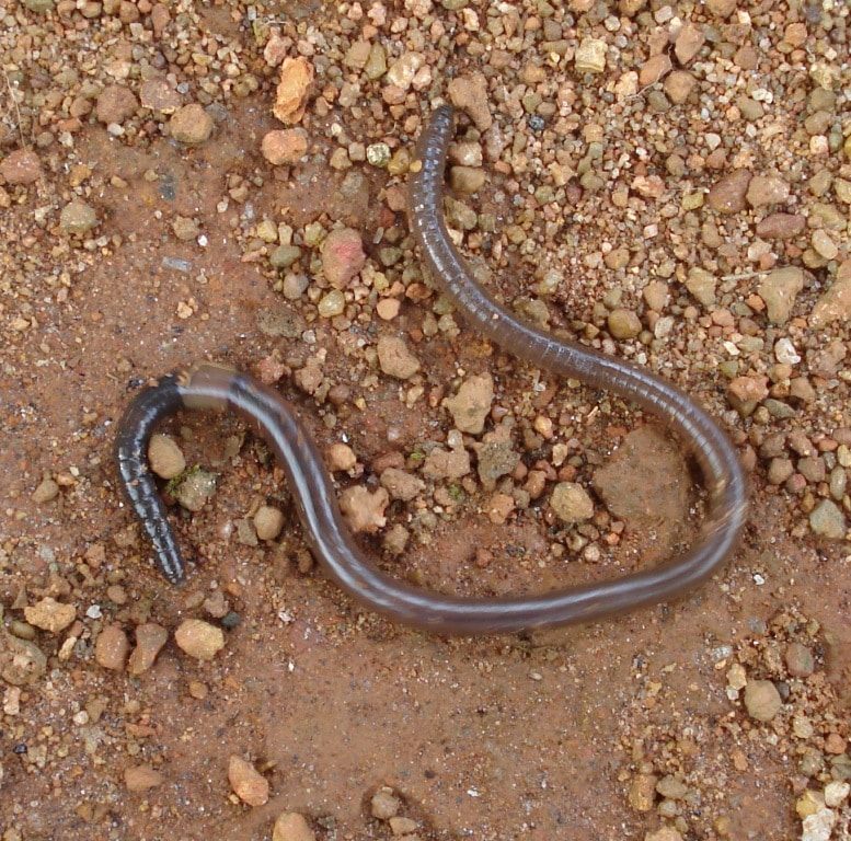 Earthworm Earthworm