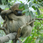 Unau (Linnaeus’s Two-Toed Sloth)