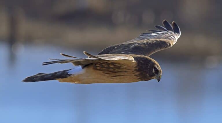 Circus hudsonius Northern harrier Downsview Park Toronto3 Circus hudsonius Northern harrier Downsview Park Toronto3