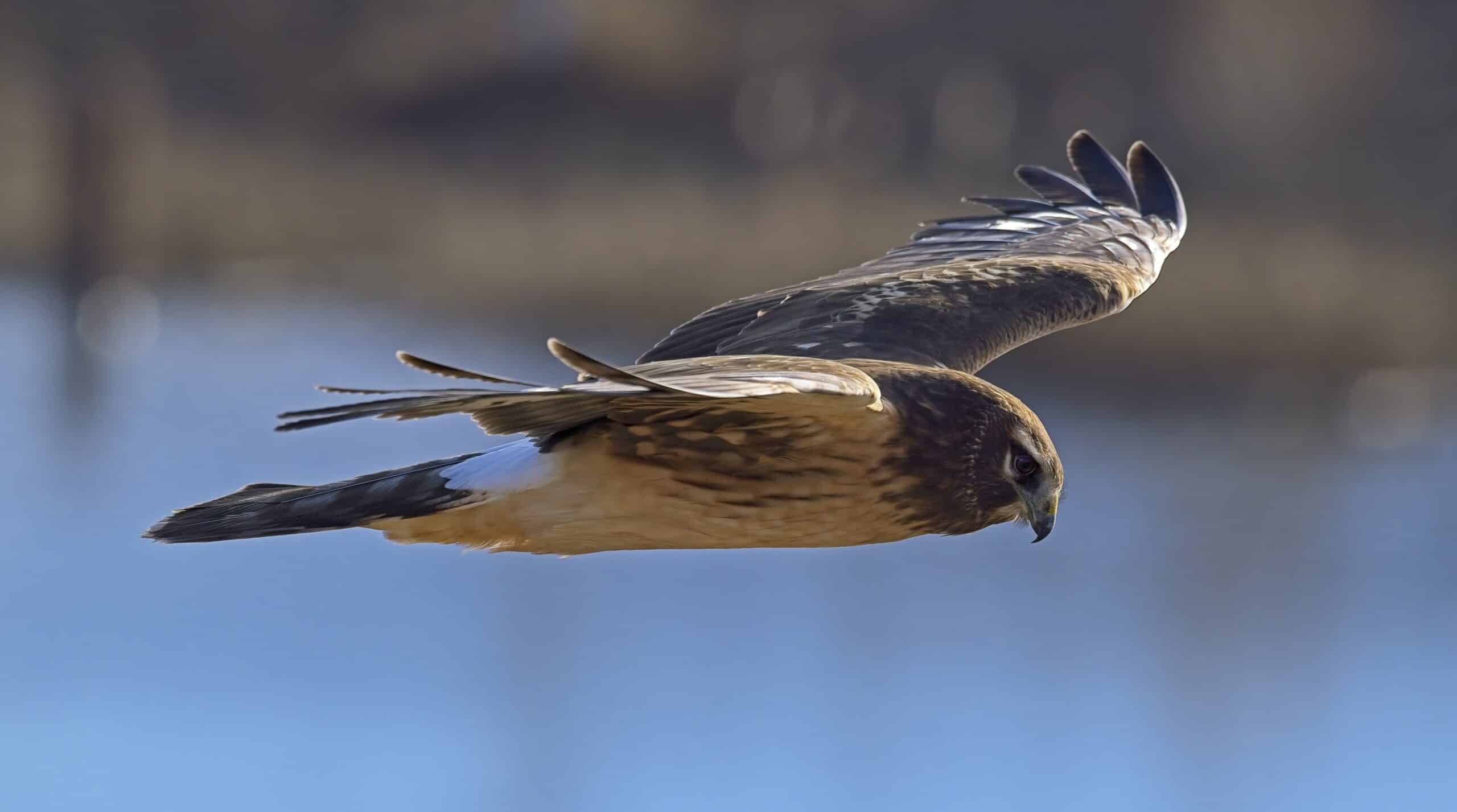 Circus hudsonius Northern harrier Downsview Park Toronto3 Circus hudsonius Northern harrier Downsview Park Toronto3