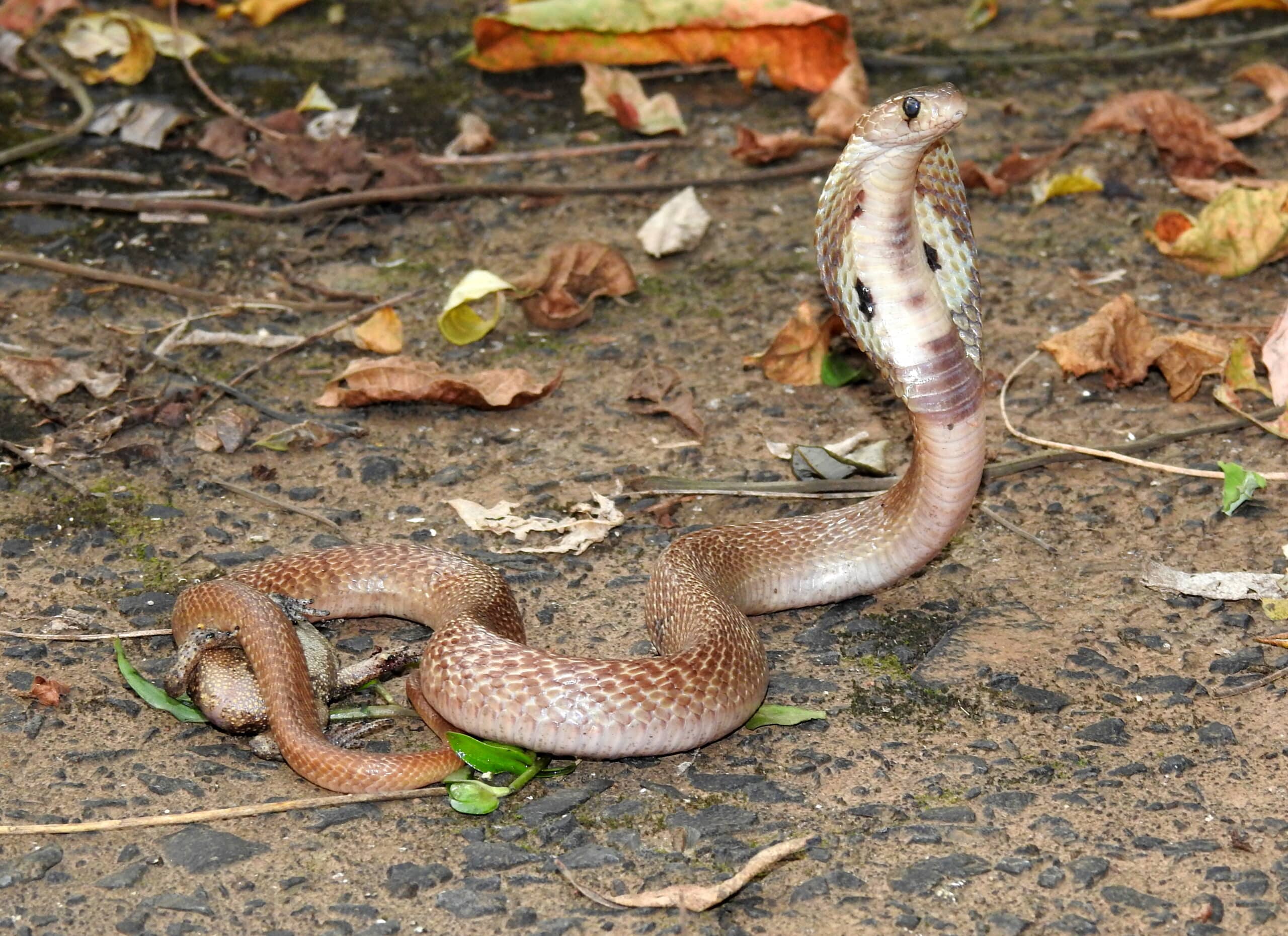 Indian Cobra Naja naja by Dr Raju Kasambe DSCN4991 (1)
