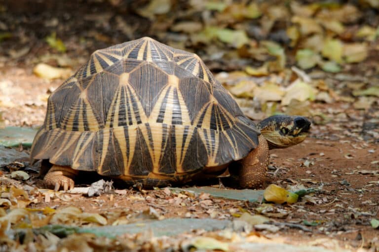 Astrochelys radiata 64597230